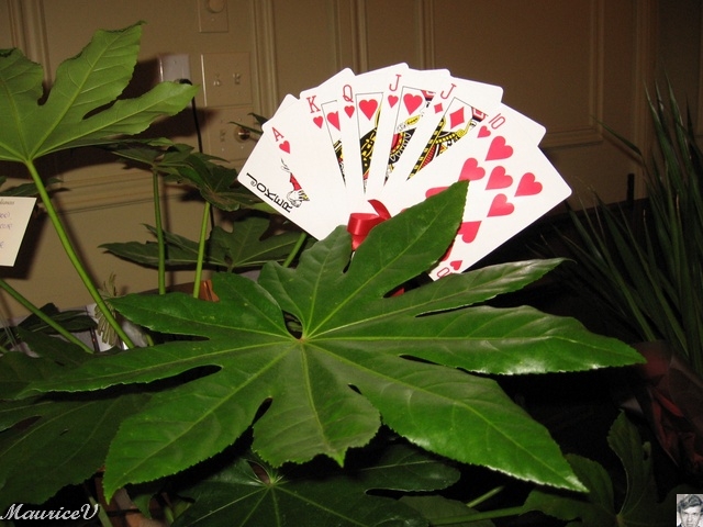 20100216-Albert-13.jpg - Un joueur de 500