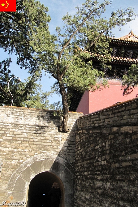 Beijing-609.jpg - Un arbre qui prend racine dans le mur de briques