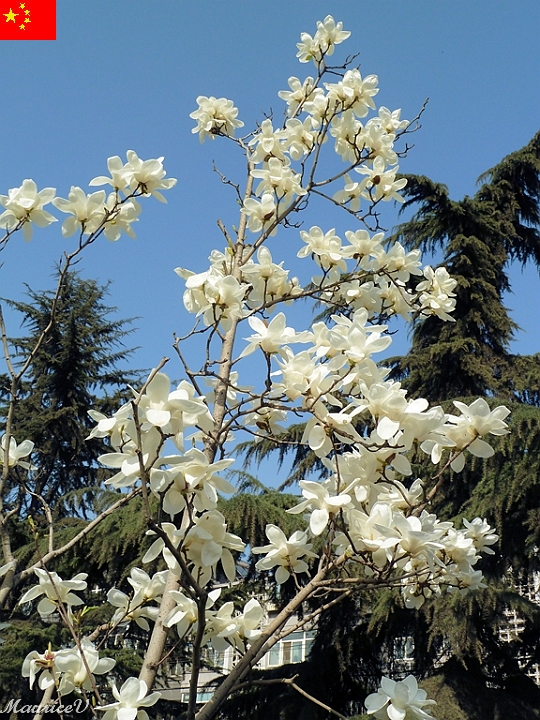 Xian-648.jpg - Un arbre en fleur à Xi'an