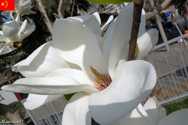 Xian-650.jpg - Le coeur de la fleur