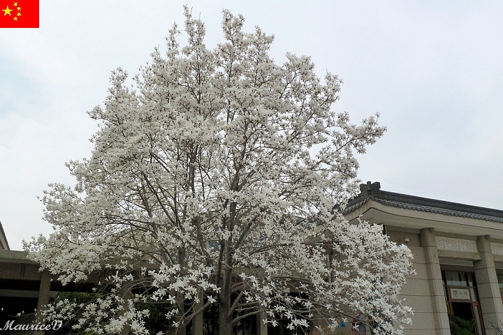 Xian-743.jpg - Comme il se fait rare en cette période de l'année, alors je m'empresse d'en prendre un échantillon