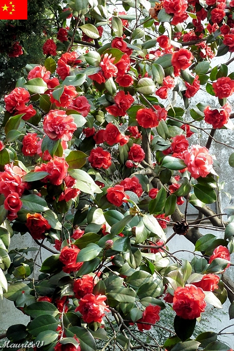 Shanghai-792.jpg - Des fleurs de l'amour.  Et prenez-moi des roses, mes mademoiselles...