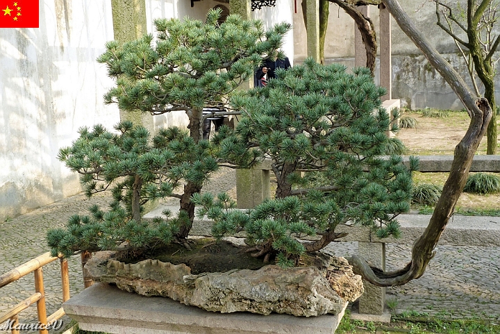 Shanghai-822.jpg - Visitons le coin des bonsais