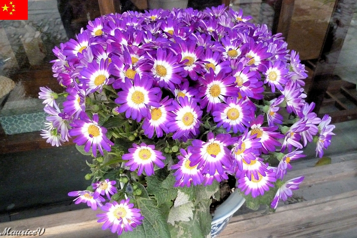 Shanghai-920.jpg - C'est frappant