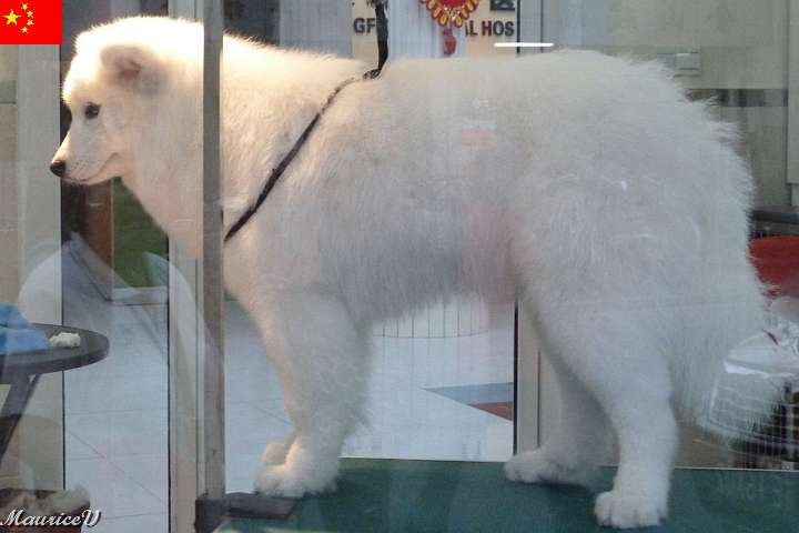 Shanghai-936.jpg - Ce chien attend son barbier