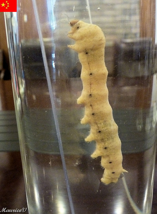 Shanghai-959.jpg - Le ver à soie pond une seule fois entre 200 et 300 oeufs et ensuite il meurt. Il se nourrit de feuilles de mûriers