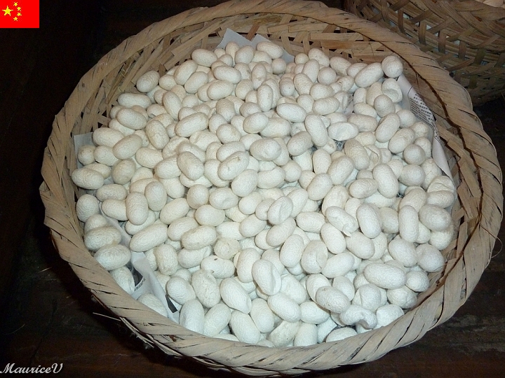 Shanghai-961.jpg - Ces vers à soie sont nourris par l’éleveur pendant une période de croissance de 26 jours environ