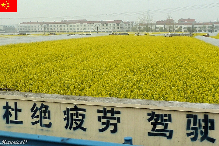Shanghai-B66.jpg - Un champ de colza est largement cultivée dans cette région.  La graine fournit une huile pour divers usages, dont l'alimentation