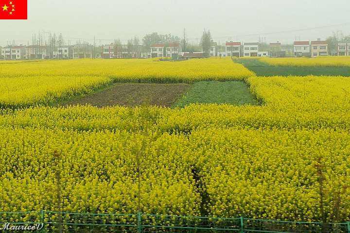 Shanghai-B70.jpg - Les principaux producteurs, en ordre d'importance sont la Chine, le Canada, l'Inde, l'Allemagne et la France