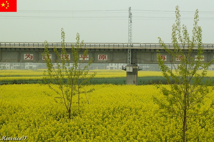 Shanghai-B75.jpg - La voie qu'empruntera le TGV roulera toujours sur du béton au-dessus du sol et des champs. (Comme cette photo, Assez incroyable)