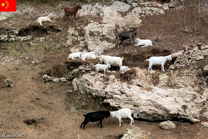 Bateau-372.jpg - Des chèvres de montagne.  Qui du noir ou du blanc encaissera le plus de coups