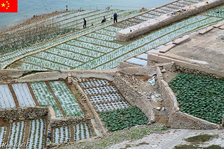 Bateau-413.jpg - Différentes plantations