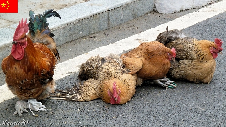 Bateau-426.jpg - Est-ce des fonctionnaires chinois ou québecois ?