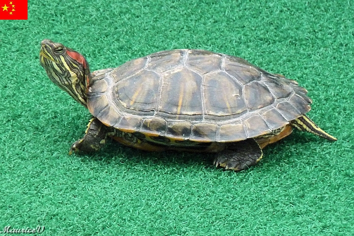 Bateau-482.jpg - Il y avait un passager clandestin sur le bateau