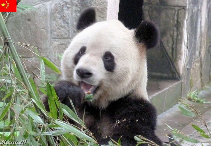 Guilin-506.jpg - Le seul zoo en Chine, où il y a présence de pandas