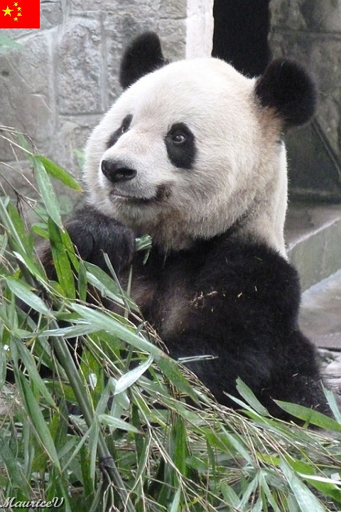 Guilin-510.jpg - Les pandas vivent uniquement en Chine et ce zoo est  le centre principal de recherche et d’élevage de pandas géants