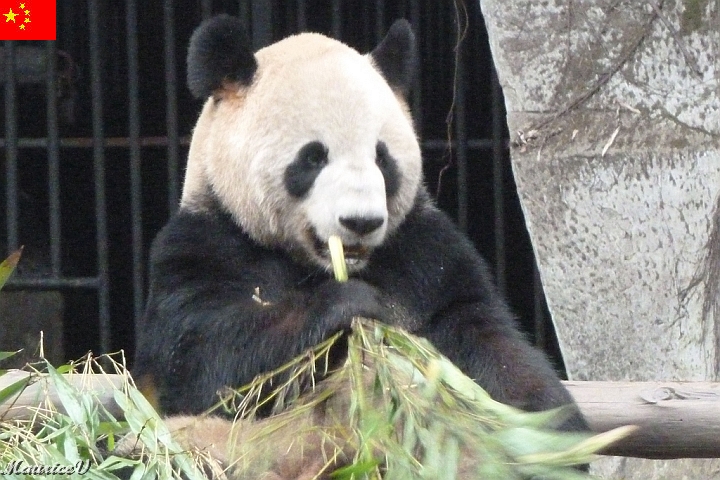 Guilin-517.jpg - Les chinois l’appellent le « grand ours-chat »