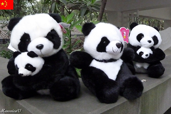 Guilin-525.jpg - Ici, je reconnais mes 3 petites "pandas" : Ariane, Sara et Alice.  A l’âge d’un an, le bébé panda pèse environ 45kg.