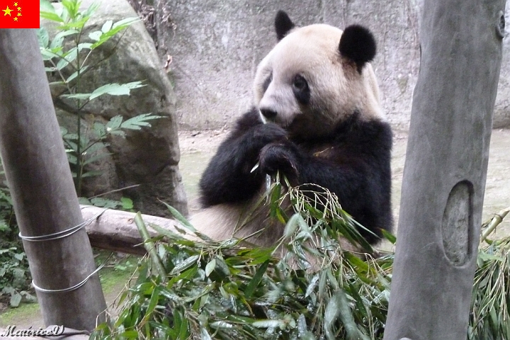 Guilin-534.jpg - Le panda symbolise l'ambassadeur de la paix et leur espérance de vie peut atteindre 30 ans 
