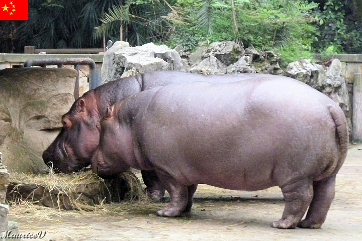 Guilin-538.jpg - Savez-vous que l’hippopotame est le huitième animal le plus dangereux pour l'homme ?
