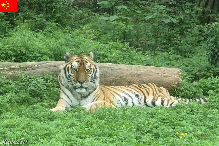 Guilin-552.jpg - Avoir les yeux d'un tigre, c'est formidable mais attention