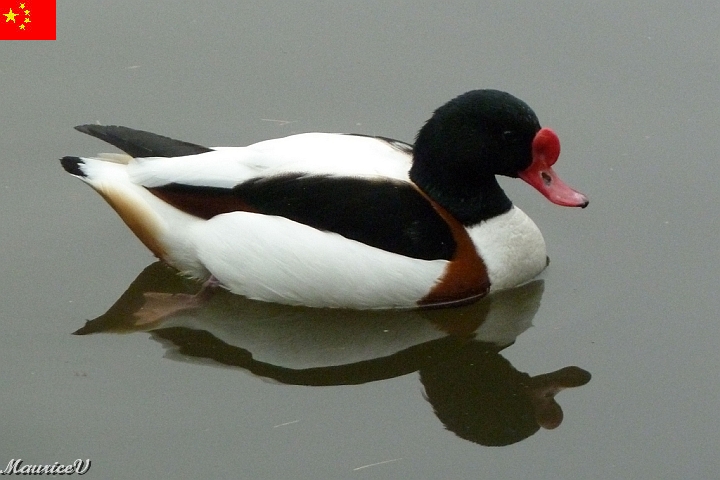 Guilin-553.jpg - Il y avait aussi ces spécimens plus petits et très paisibles