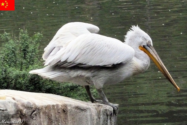 Guilin-554.jpg - Celui-ci attend sa proie qui ne viendra malheureusement pas aujourd'hui