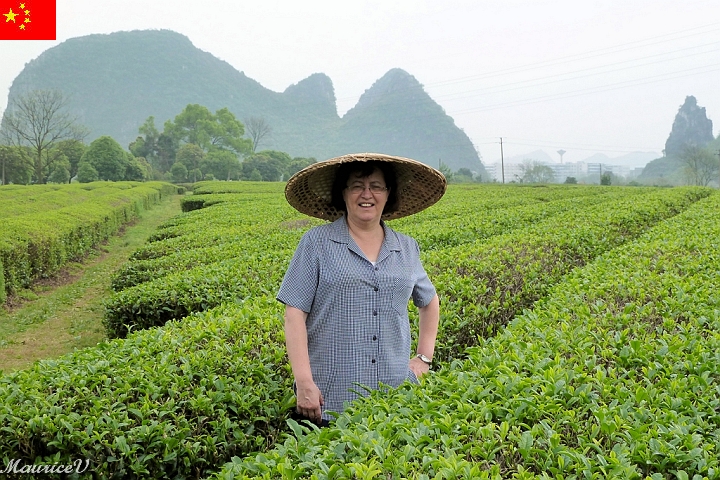 Guilin-582.jpg - Nous visitons un grand champ de thé