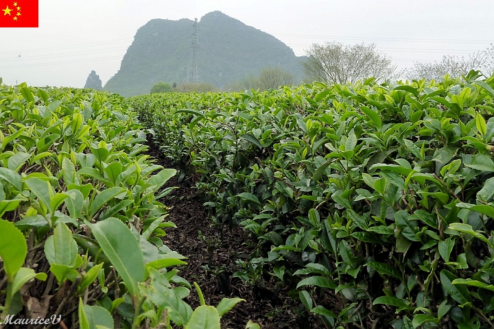 Guilin-586.jpg - Plusieurs espèces de thé sont cultivées