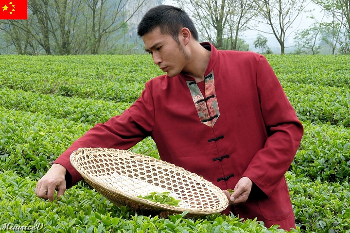 Guilin-587.jpg - Notre guide prend les petites aiguilles pour nous faire le thé blanc