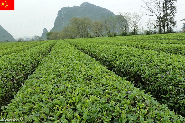 Guilin-588.jpg - Le thé Oolong se compose de feuilles de grandeur moyenne