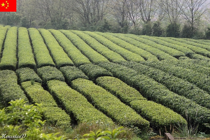Guilin-600.jpg - Au centre (vert foncé),  cela représente les feuilles pour  le thé vert