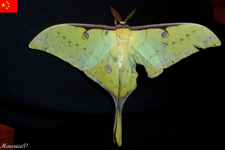 Guilin-609.jpg - Une chauve-souris réelle.  De toute beauté