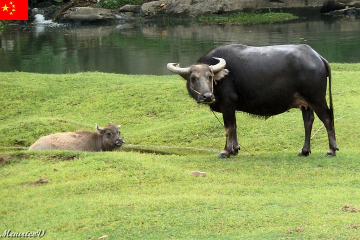 Guilin-638.jpg - Pas grand lait a retiré de cet animal