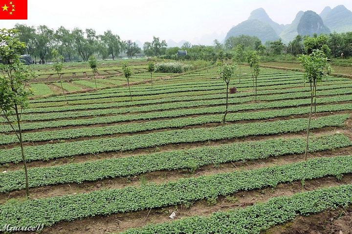 Guilin-696.jpg - Ça pousse, même dans un sol qui me semble pauvre