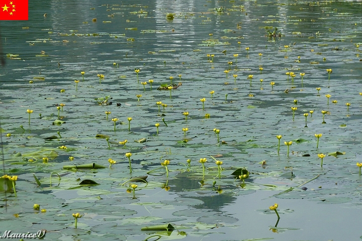 Guilin-706.jpg - La végétation aquatique 