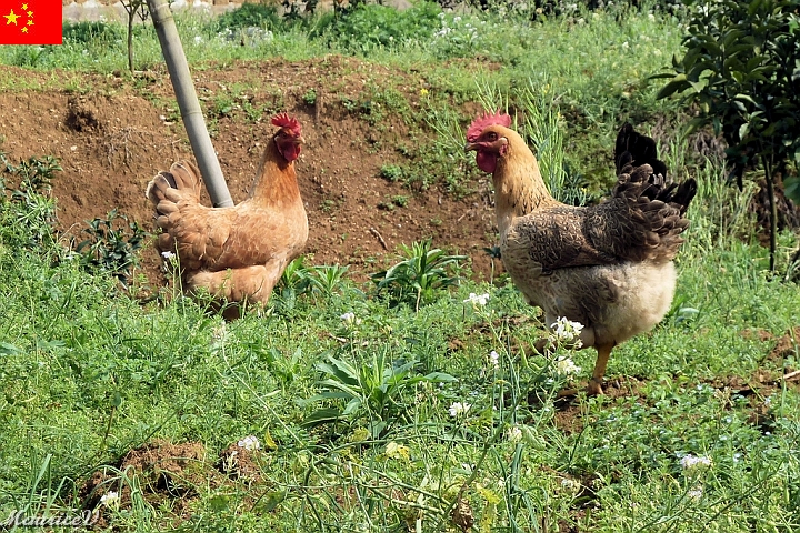 Guilin-709.jpg - Pourquoi pas une pause avant de reprendre l'autobus