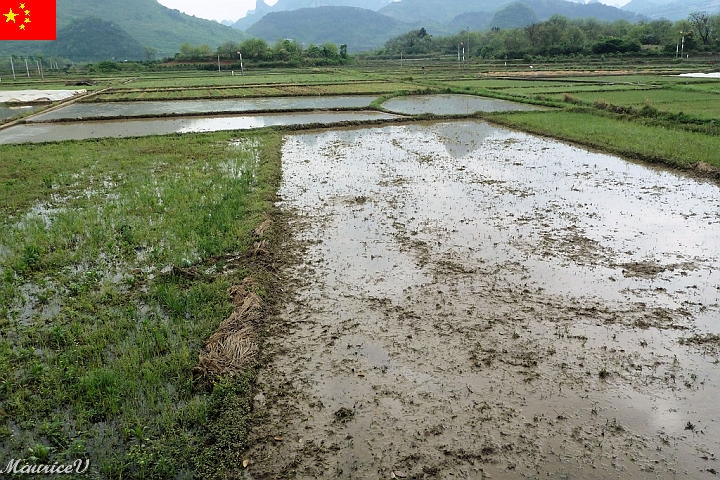 Guilin-718.jpg - Une rizière.  2 récoltes par année, en mai et en octobre
