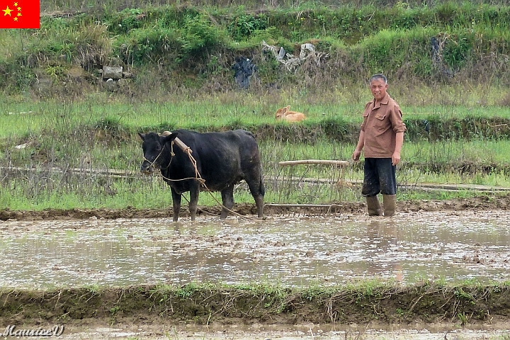 Guilin-720.jpg - Lui, est mieux équipé pour retourner la terre.  Le sol doit être inondé plusieurs semaines afin de semer le riz