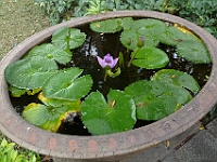 HongKong-935  C'est toujours beau à contempler les nénuphars