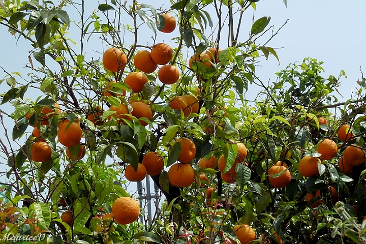 201305-038.jpg - Orangeraie à Sorrento