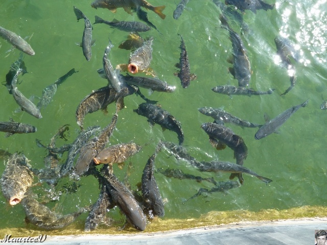 P1000346.JPG - Les poissons sont aussi affamés que les touristes.