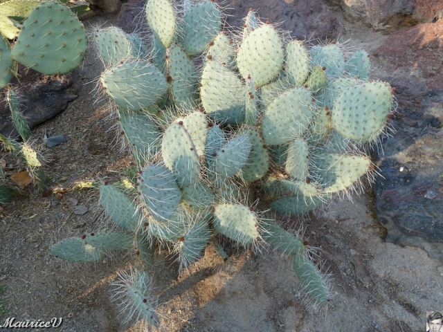 P1000375.JPG - Le Jardin botanique de cactus d'Ethel M, à côté de la chocolaterie,  est le plus grand du Nevada et constitue l'une des collections les plus importantes du monde dans le genre.