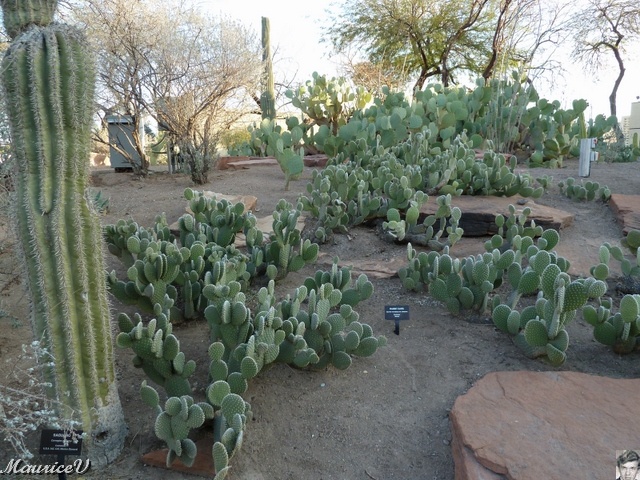 P1000380.JPG - On peut trouver plus de 300 espèces de plantes sur ces terres. Toutes ces plantes ont été choisies pour la beauté de leur déploiement floral.
