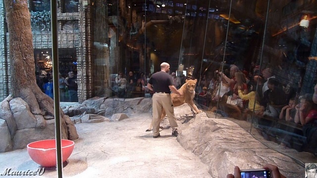 P1000430.JPG - Le dresseur et le lion font la paire.   Représentation au MGM