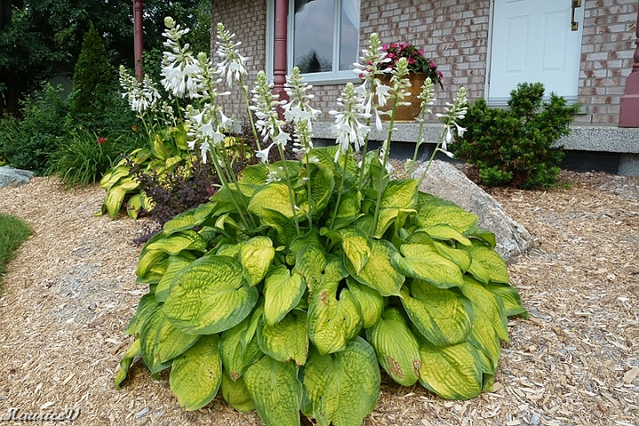 201507_Hosta-05.jpg - 2015-07 Hosta,  Very big