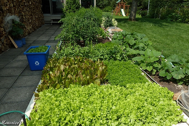 201507_Jardin-08.jpg - 2015-07 - jardin - Récolter 300 tomates