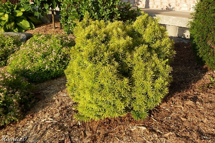 20160707_P869.jpg - 2016-07 Le Taxus If nain a enfin pris de la rigueur