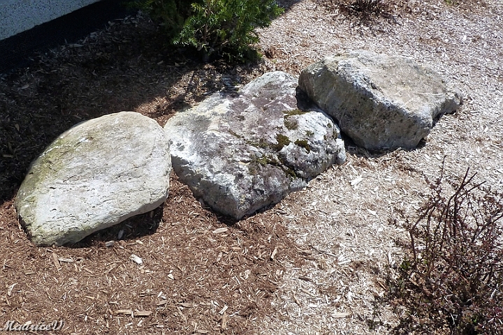 A1070982.jpg - 2014-05  L'ajout à gauche d'un rejeton de la même famille