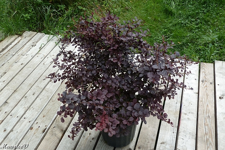 Berberis_Ruby-Carousel-428.jpg - Zone = 4,  Hauteur maximale = 1 mètre,  Largeur maximale = 1 M,  Floraison en juin